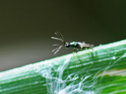 Réf. 302 435 : Pnigalio sp.